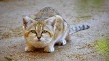 Điểm danh 21 loài mèo hoang dã hiện diện ở châu Á (2)
