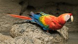 Thế giới muôn màu của những loài vẹt độc đáo nhất thế giới (2)