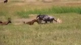 Video: Linh cẩu “cứu” linh dương đầu bò thoát khỏi hàm sư tử