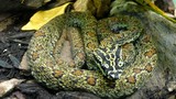 Top 20 loài rắn ấn tượng nhất Việt Nam (2)