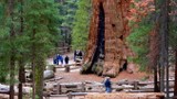 Choáng ngợp trước sự kỳ vĩ của cây cổ thụ khổng lồ nhất trái đất