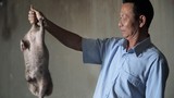 Bật quạt nuôi dúi, người đàn ông ở Thanh Hóa thu tiền tỷ mỗi năm