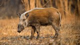 Điểm mặt loài lợn hoang dã trên quả đất: Có loài cực nguy cấp! 