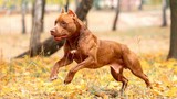 Vì sao vết cắn của chó Pitbull đáng sợ hơn những giống chó khác?