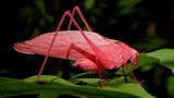 Cận cảnh những loài côn trùng màu hồng quyến rũ nhất thế giới