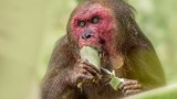Loài khỉ nổi tiếng nhất châu Á: Có loài nhìn như sư tử