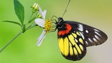 Chiêm ngưỡng top 25 loài bướm đẹp xuất sắc của Việt Nam