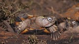 Cận cảnh loài rùa vàng rực đầy gai kỳ dị của Việt Nam