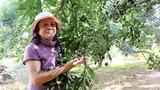 Vườn rộng trồng loại cây ra “nữ hoàng quả khô”, sản lượng “khủng” nhất Lâm Đồng