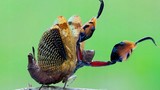 Điểm danh top 20 loài bọ ngựa độc đáo nhất Việt Nam