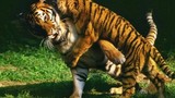 Hé lộ bí ẩn tại sao hổ không chết đói khi về già?