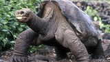 Top 10 loài động vật kỳ lạ, đặc hữu của quần đảo Galapagos