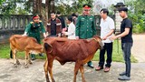 Tặng bò cho gia đình thanh niên nhập ngũ có hoàn cảnh khó khăn