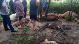 Đàn bò 8 con bị sét đánh chết dưới gốc cây ở Quảng Bình