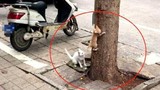 Bài học tuyệt vời khi mèo mẹ dạy con leo cây
