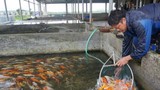 Loài cá sống dai cả thế kỉ, nhiều người Việt nuôi có trăm triệu "đút túi"