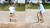 Video: Thấy rắn ăn thịt cóc, bà cụ làm điều khiến dân mạng sửng sốt