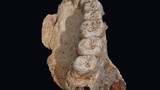 Hóa thạch phát hiện ở Israel có thể sẽ viết lại lịch sử nhân loại
