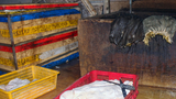 Video: Kinh hoàng nội tạng bò ngâm trong nước đen sì trước khi chế biến
