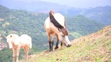 "Vương quốc" bạch mã lớn nhất đất Việt: Nuôi ngựa trắng lên đời đại gia