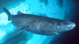 Cận cảnh cá mập kỳ dị nhất thế giới