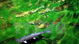 Cá hồi Sa Pa đột nhiên chết hàng loạt chưa rõ nguyên nhân