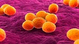 Tiết lộ 12 siêu vi khuẩn nguy hiểm nhất đe dọa nhân loại