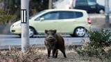Đàn lợn rừng mang lượng phóng xạ gấp 300 lần ở Nhật