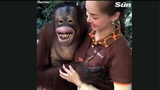 Video: Sàm sỡ nữ nhân viên vườn thú, đười ươi “cười hớn hở”