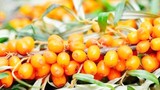 Bỏ việc lương cao về trồng cây, 10 năm sau thành “đại gia”