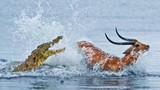 Màn rượt đuổi tốc độ cao giữa cá sấu và linh dương trên sông