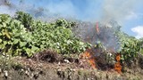 Cháy rừng Hải Vân, huy động 150 người dập lửa: Thiệt hại thế nào?