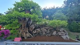 Mê mẩn cây quăng bonsai dáng “ngọa hổ linh sơn” có 1-0-2