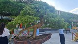 Ngỡ ngàng me, thị lên đời thành bonsai “hàng hiếm“