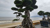 Ngắm dàn bonsai tiền tỷ dáng độc ven biển Quy Nhơn