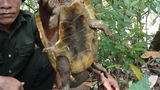 Cận cảnh rùa đầu to cực quý hiếm vừa được phát hiện ở Quảng Nam