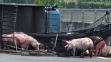Xe tải lật ngang, lợn "đi dạo" trên cao tốc Đà Nẵng - Quảng Ngãi