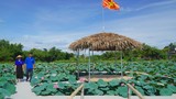 Trồng sen kết hợp nuôi cá ở Hà Tĩnh cho thu nhập trăm triệu