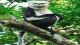 Vingroup công bố Chương trình bảo tồn động vật Vinpearl Safari