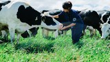 Ý nghĩa của trang trại bò sữa Organic đầu tiên tại Việt Nam