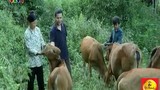 Cuộc sống thôn nghèo miền núi thay đổi từ nuôi bò Trà Dr Thanh hỗ trợ
