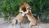 Sư tử cái đánh sư tử đực te tua