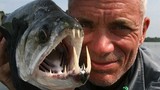 Những “thủy quái ăn thịt người” mà Jeremy Wade bắt được