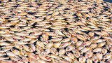 Chùm ảnh hơn 100 tấn cá chết trắng trên sông Đồng Nai