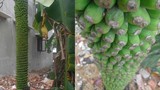 Nóng: Kỳ lạ cây chuối "khủng"... 180 nải ở Bình Định
