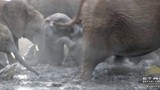 Đàn voi hốt hoảng cứu nguy 3 chú voi con mắc kẹt