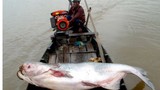 Điểm danh "thủy quái" khổng lồ từng sa lưới ngư dân Việt