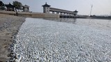 Vụ nổ ở Thiên Tân: Kinh hoàng cá chết trắng sông