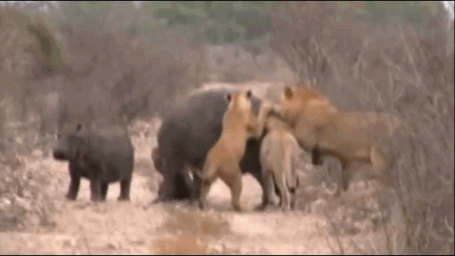 Video: Bị đàn sư tử cắn xé điên cuồng, hà mã có phản ứng đáng kinh ngạc