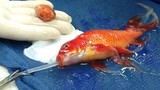 Bác sỹ gây “sốc” khi phẫu thuật khối u cho cá vàng